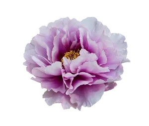 Vibrant Purple Peony Flower PNG Image