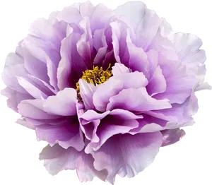 Vibrant Purple Peony Flower PNG Image