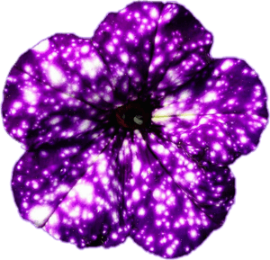 Galaxy Flowers, HD Png Download PNG