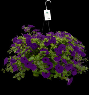 Hanging Baskets Purple Petunia, HD Png Download PNG image with transparent background