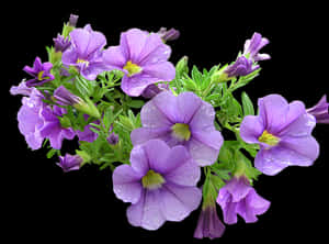Vibrant Purple Petunias Black Background PNG