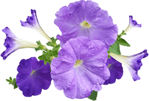 Petunia, Flowers, Purple - Petunia Png, Transparent Png PNG image with transparent background