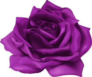 Rose Png Purple - Transparent Purple Flower Png, Png Download PNG image with transparent background