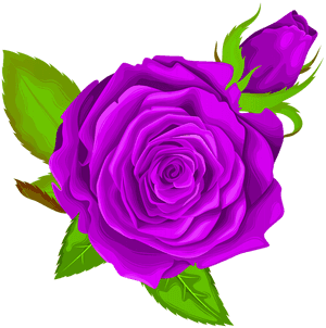 Purple Rose Flower Clipart, HD Png Download PNG image with transparent background