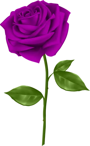 Vibrant Purple Roseon Black Background PNG Image