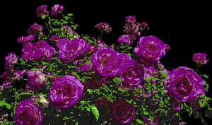Vibrant Purple Roses Artistic Render PNG image with transparent background