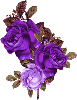 Purple Rose Png - Transparent Background Purple Roses Png, Png Download PNG image with transparent background