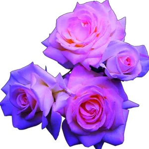 Vibrant Purple Roses Black Background PNG Image