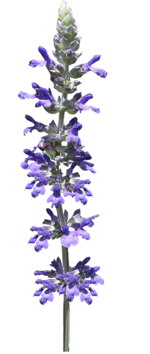 Vibrant Purple Salvia Flower Stem PNG Image