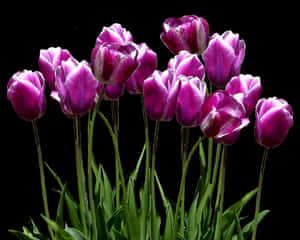 Vibrant_ Purple_ Tulips_ Against_ Black_ Background.jpg PNG image with transparent background