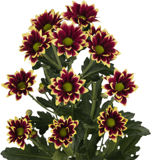 Click Here To Download Low Resolution Images - Хризантема Кустовая Хайдар Желтая, HD Png Download PNG image with transparent background