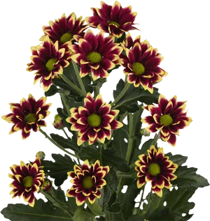 Vibrant_ Red_and_ Yellow_ Chrisyanthemums.png PNG Image