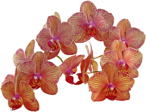 Orchid Vintage Png, Transparent Png PNG with transparent background