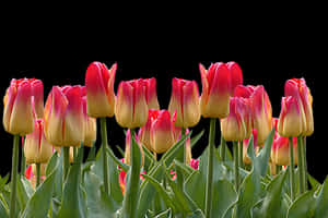 Vibrant_ Red_and_ Yellow_ Tulips PNG image with transparent background