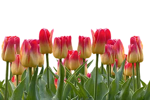 Vibrant_ Red_and_ Yellow_ Tulips PNG Image