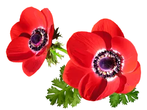 Vibrant Red Anemone Flowers PNG Image