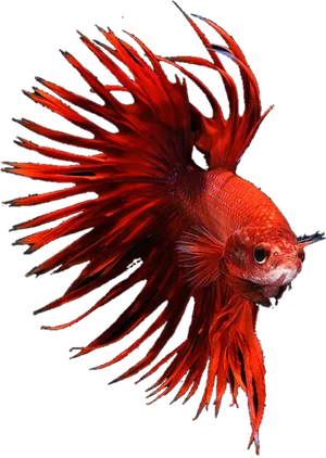 Vibrant Red Betta Fish PNG Image