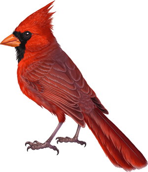 Transparent Cardinal Png, Png Download PNG image with transparent background