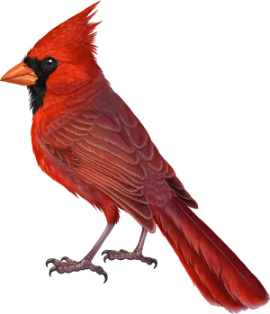 Vibrant Red Cardinal Bird PNG Image