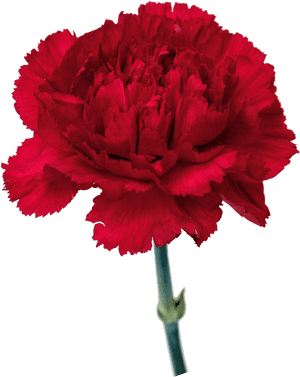 Carnation Flowers Png Free Images - Transparent Background Carnation Png, Png Download PNG image with transparent background