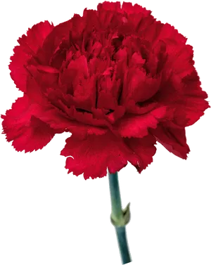 Vibrant Red Carnation Flower PNG Image