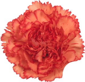 Nelken Orange, HD Png Download PNG image with transparent background