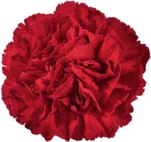 Red Carnation - Carnation Clipart, HD Png Download PNG image with transparent background