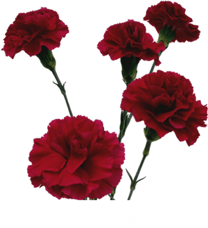 Colibri Flowers Minicarnation Epsilon, Grower Of Carnations, - Transparent Background Red Carnation Png, Png Download PNG image with transparent background