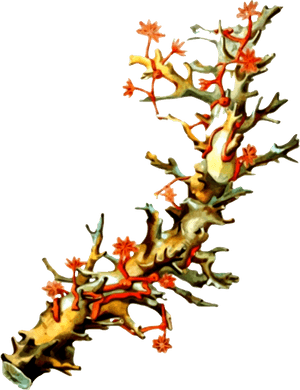 Coral - Vintage Coral Illustration, HD Png Download PNG with transparent background