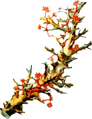 Vibrant Red Coral Branch PNG Image