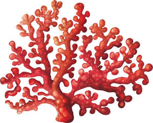 Coral Reef Clipart Fan Coral - Transparent Background Coral Clipart, HD Png Download PNG with transparent background