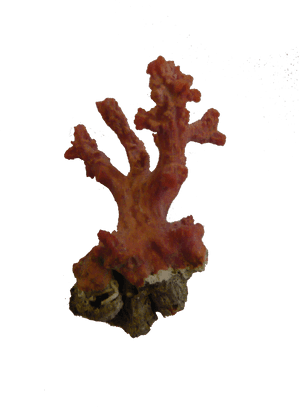 Coral Png Picture - Post Oak, Transparent Png PNG image with transparent background