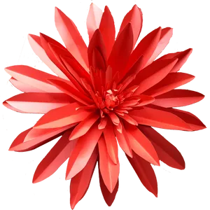 Vibrant Red Dahlia Flower PNG Image