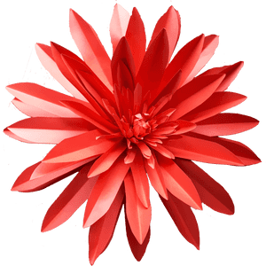 Dahlia, HD Png Download PNG image with transparent background