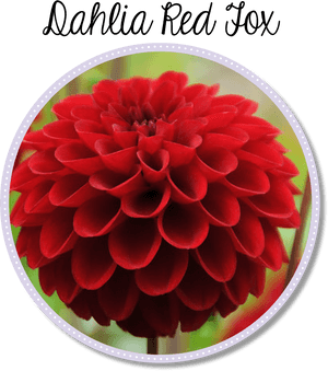 Dahlia Flower Png, Transparent Png PNG image with transparent background