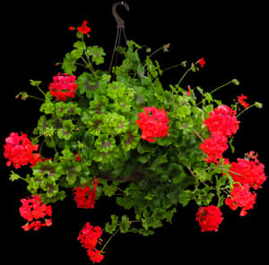 Nature, Flower, Incomplete, Geranium, Hanging Basket - Bunga Gantung Png, Transparent Png PNG with transparent background