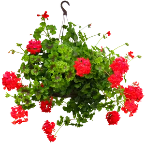 Vibrant_ Red_ Geranium_ Hanging_ Basket.png PNG Image