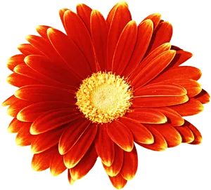 Vibrant Red Gerbera Daisy PNG Image