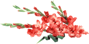 Gladiolus Background, HD Png Download PNG with transparent background