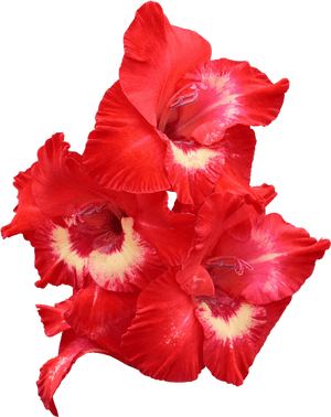 Обои На Телефон Гладиолусы, HD Png Download PNG image with transparent background