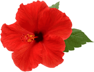 Vibrant Red Hibiscus Flower PNG image with transparent background