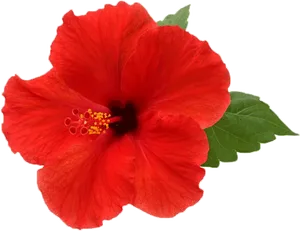 Vibrant Red Hibiscus Flower PNG Image