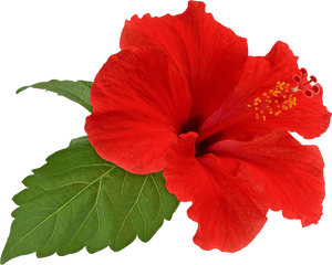 Vibrant Red Hibiscus Flower PNG image with transparent background