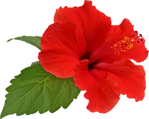 Vibrant Red Hibiscus Flower PNG Image