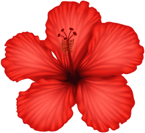 Vibrant Red Hibiscus Flower PNG image with transparent background