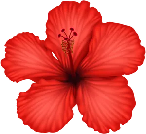 Vibrant Red Hibiscus Flower PNG Image