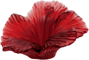 Vibrant Red Hibiscus Flower PNG image with transparent background