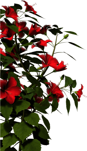 Vibrant_ Red_ Hibiscus_ Flowers PNG with transparent background