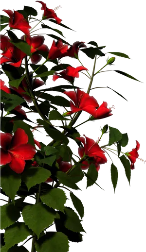 Vibrant_ Red_ Hibiscus_ Flowers PNG Image