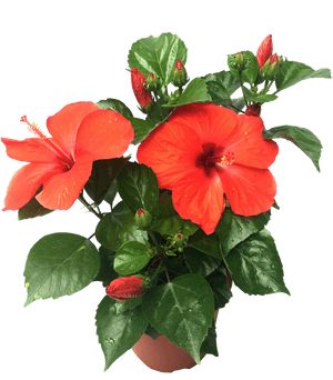 Vibrant Red Hibiscus Plant PNG image with transparent background